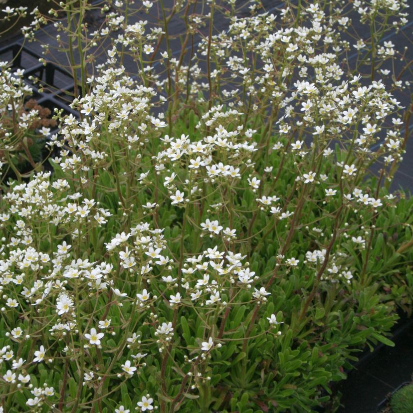 STM - Saxifraga hostii ssp.hostii