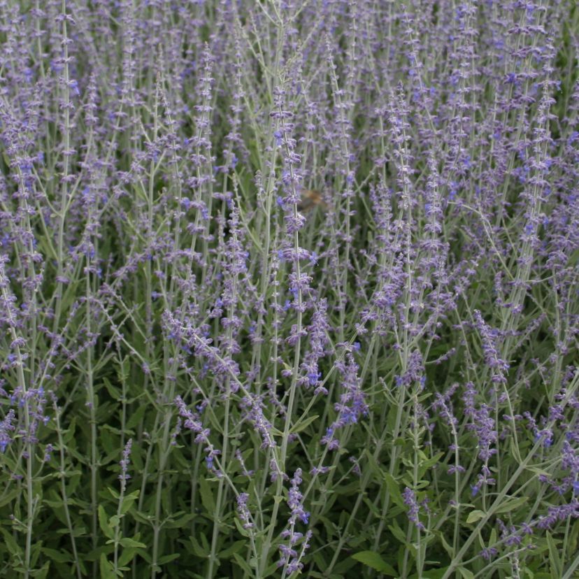 STM - Perovskia atriplicifolia 'Little Spire'