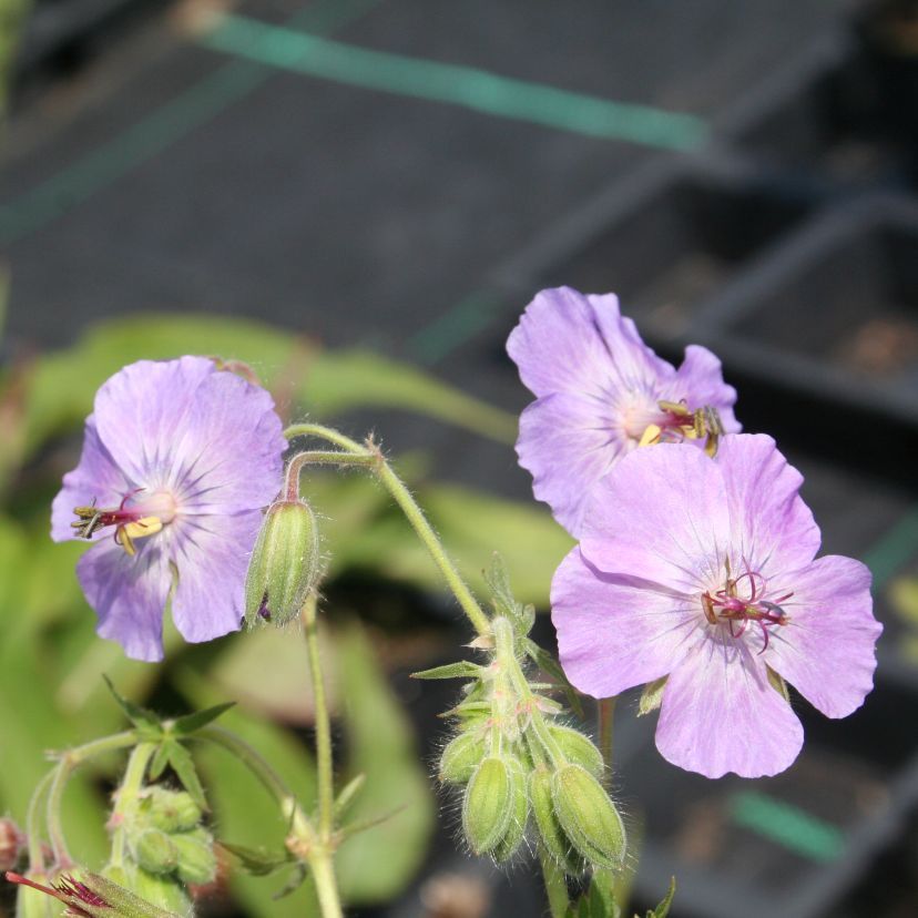 STM - Geranium phaeum 'Lily Lovell'