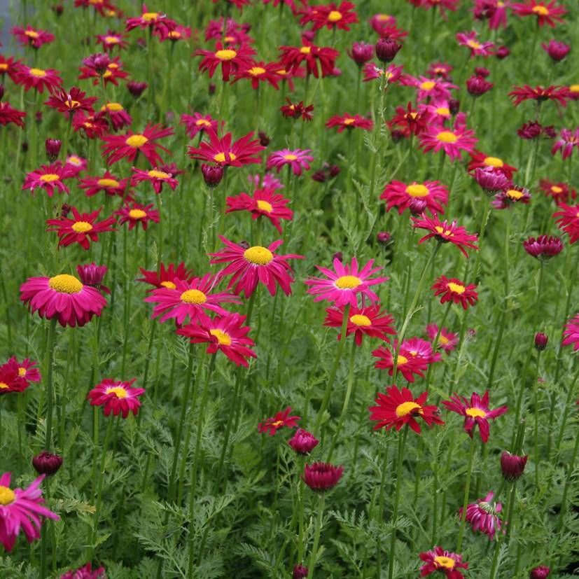 Tanacetum cocc. 'Rob. Rot'