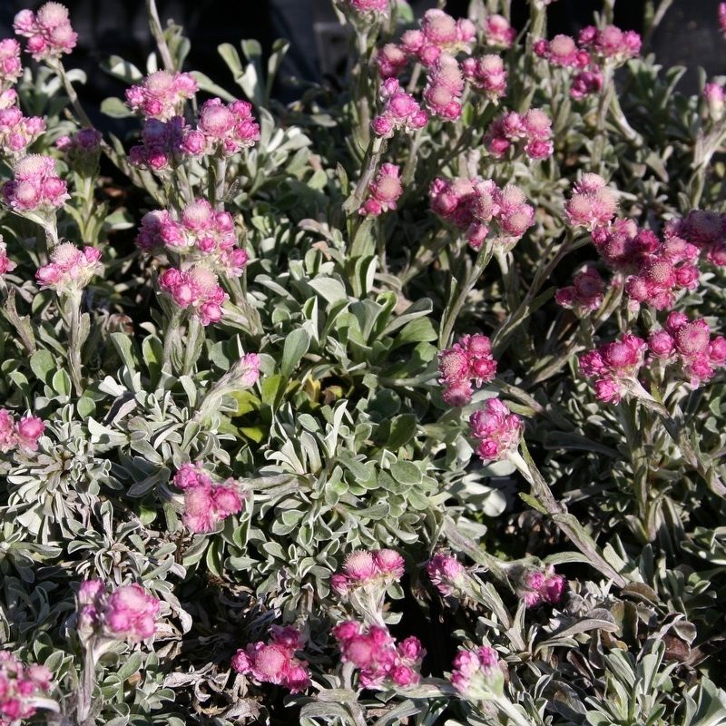 Antennaria dioica 'Rotes Wunder'