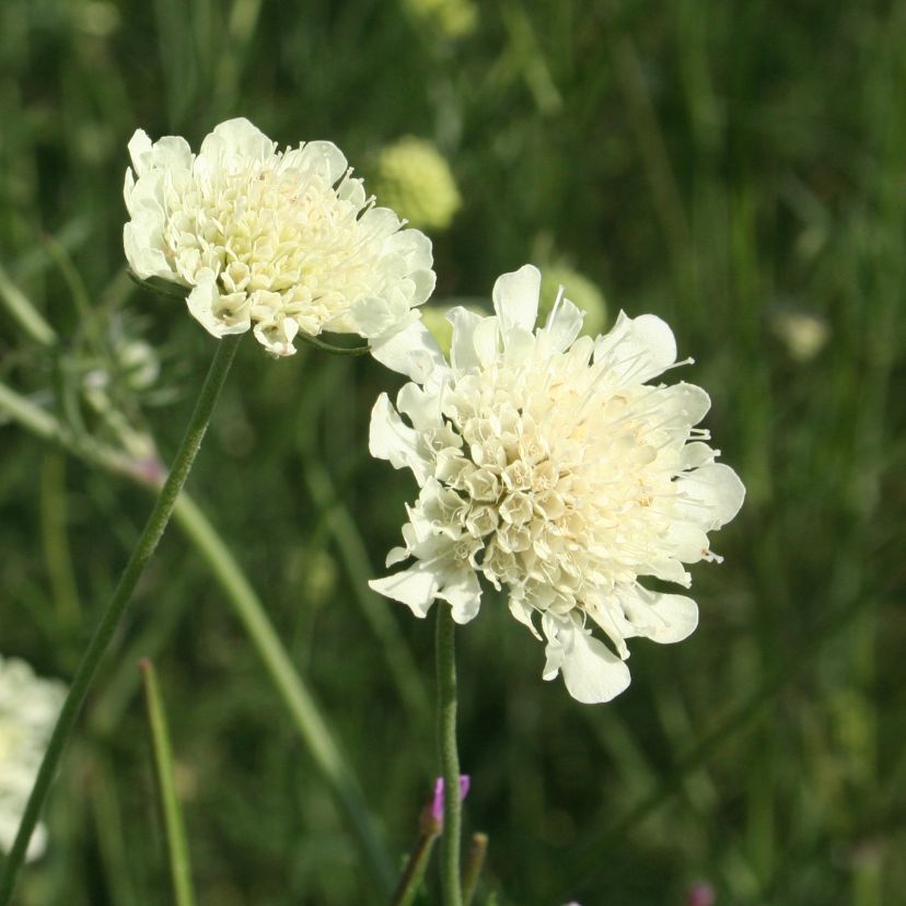 Scabiosa ochroleuca
