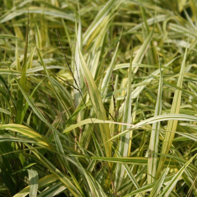 Hakonechloa macra 'Aureola'