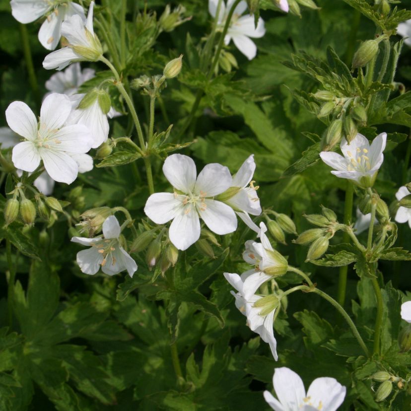 Geranium sylvat. 'Album'