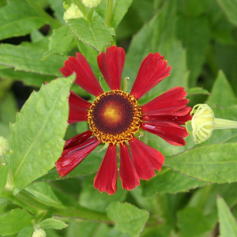 Helenium-Hybride 'Dunkle Pracht'