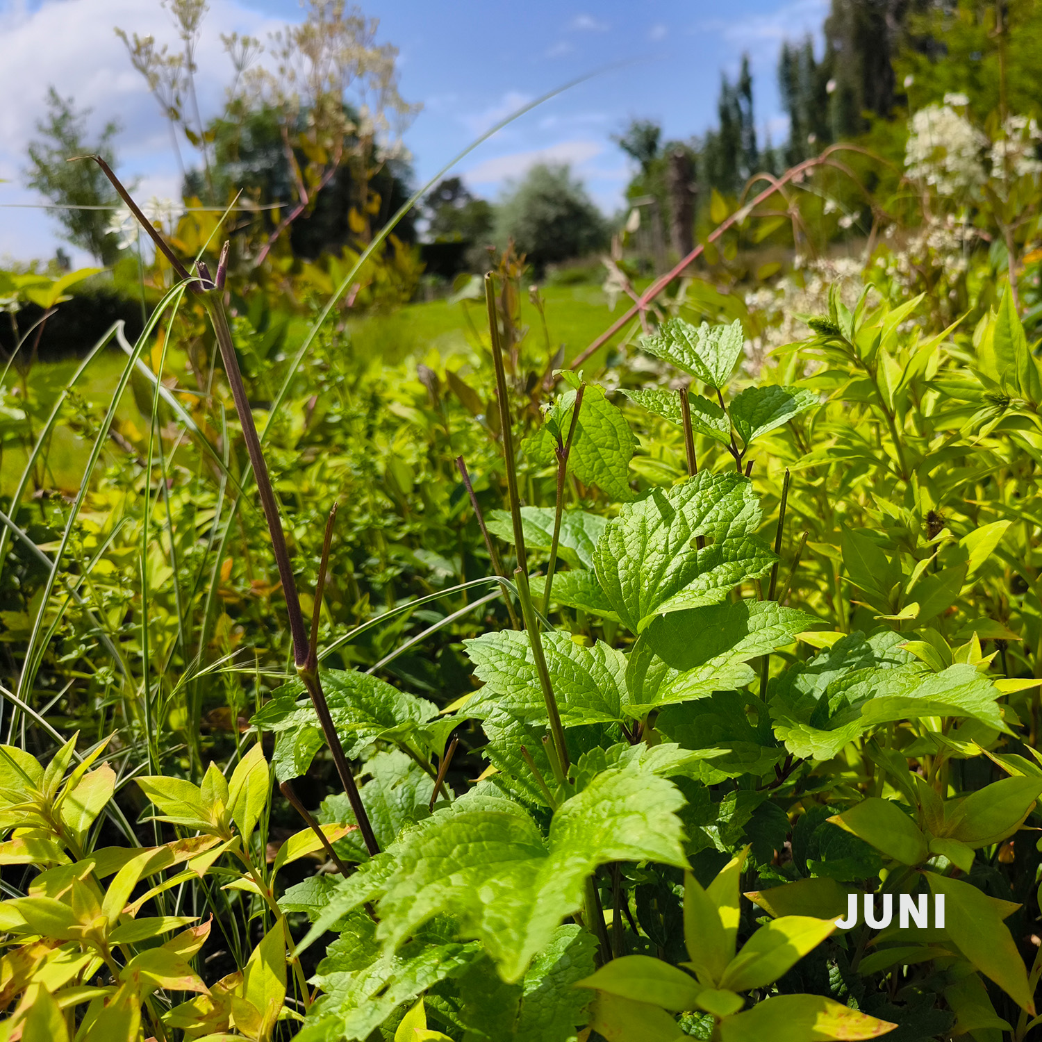 Weiß-dunkelrotes Blatt - Wädenswiler Staudenhecke