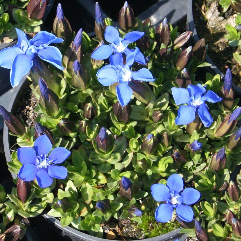 Gentiana verna