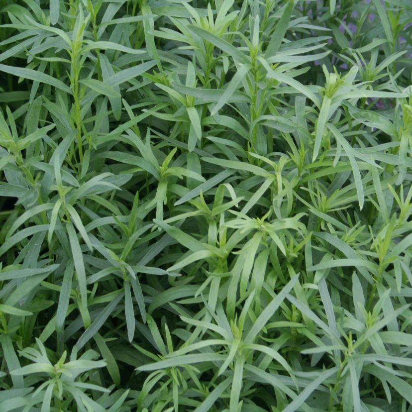 Artemisia dracunculus