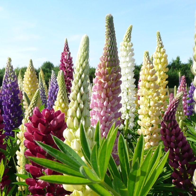 STM - Lupinus hybr. in Farben