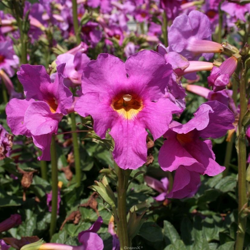 STM - Incarvillea delavayi rosa-rot