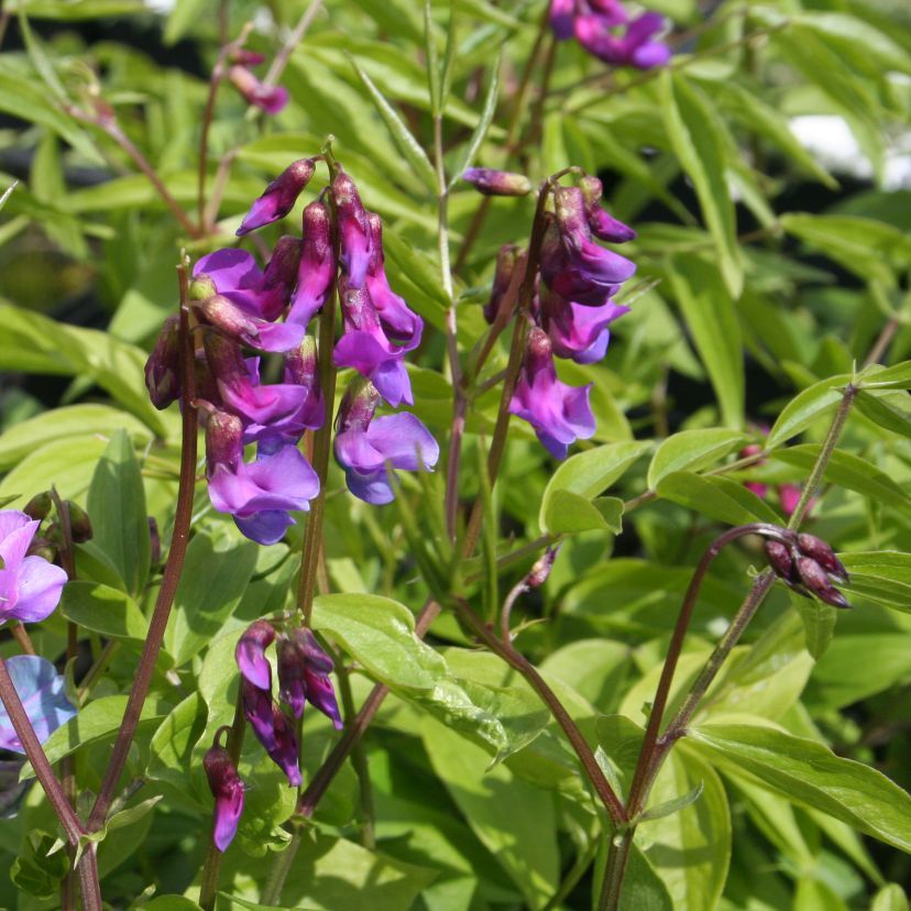 Lathyrus vernus