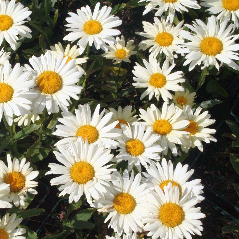 STM - Leucanthemum sup. weiß