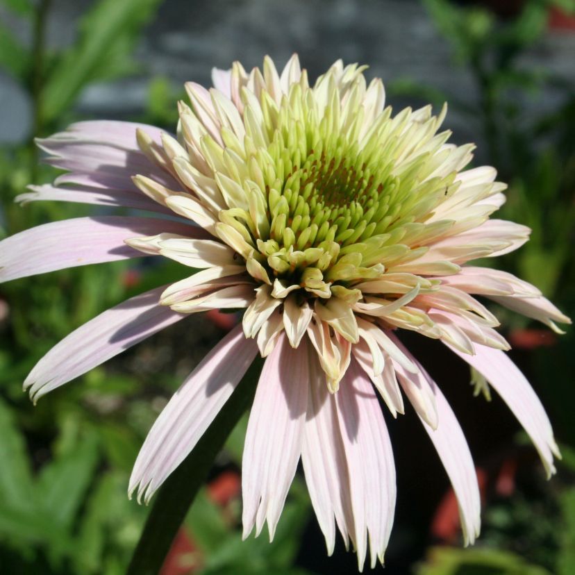 STM - Echinacea purp. 'Cherry Fluff'