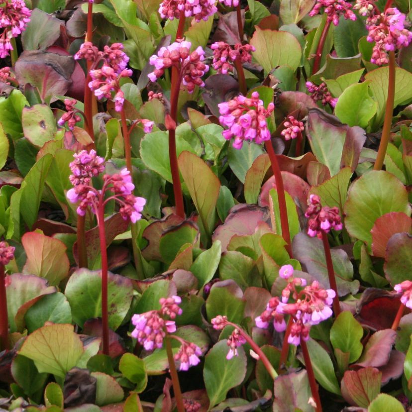 Bergenia x hybr. 'Rotblum'