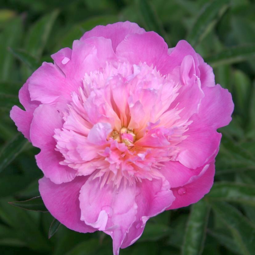 Paeonia lact. 'Mons. J. Elie'