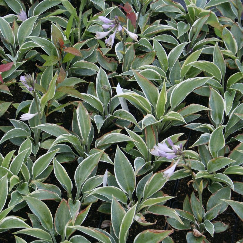 Hosta tardiana 'El Nino'
