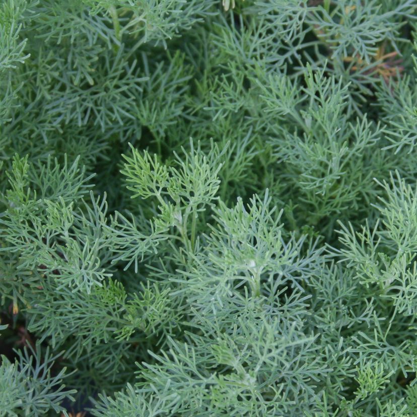 STM - Artemisia abrotanum