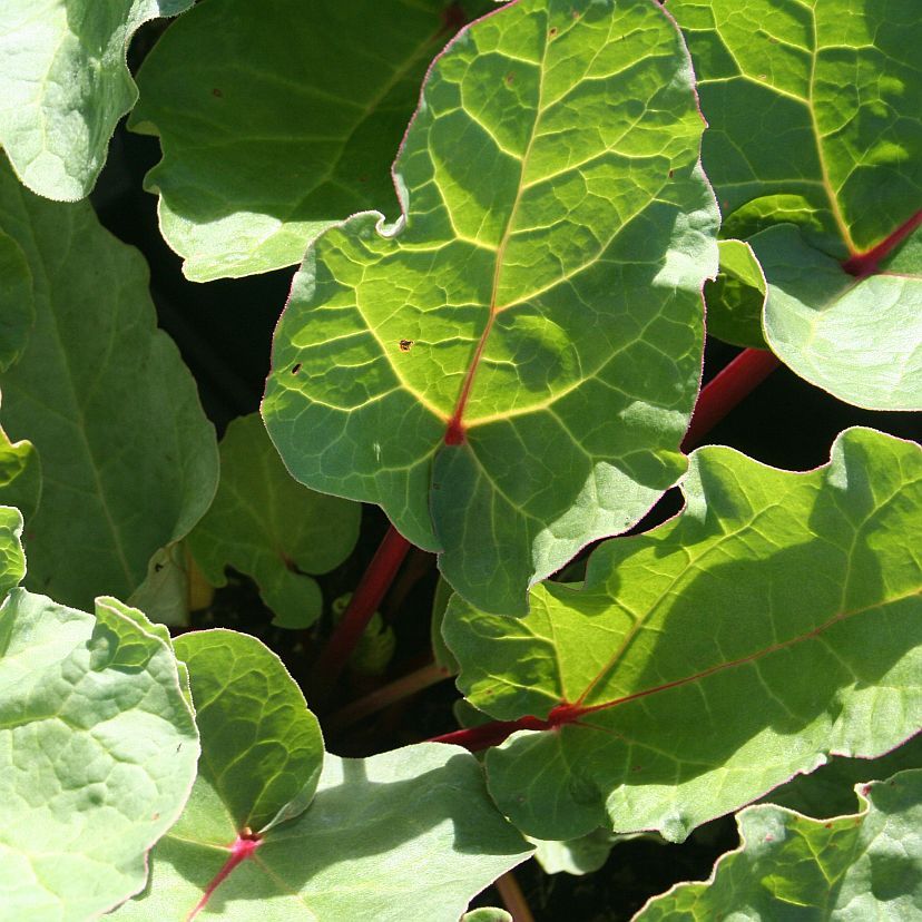 Rheum rhabarbarum 'Holsteiner Blut'