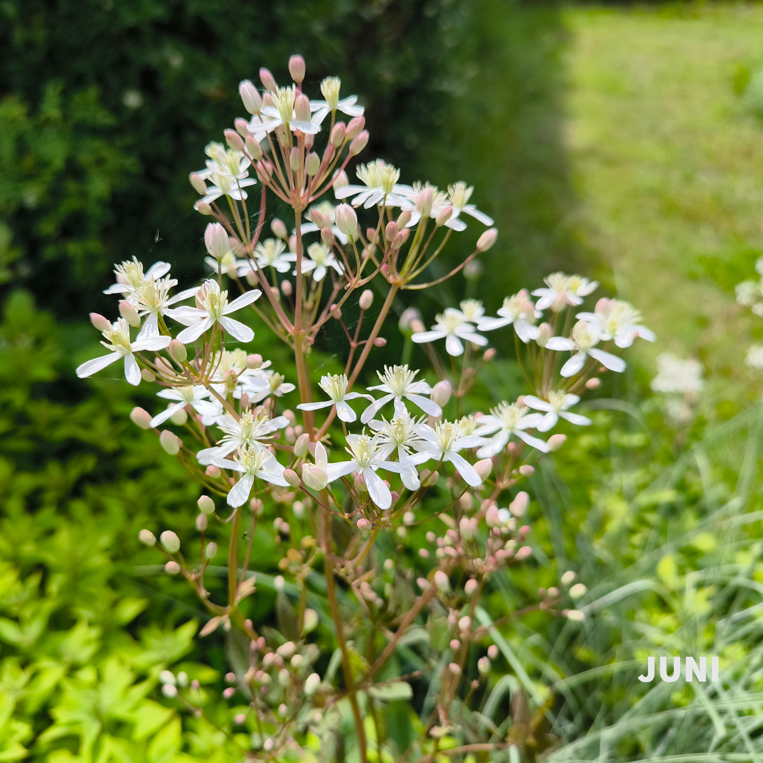 Weiß-dunkelrotes Blatt - Wädenswiler Staudenhecke