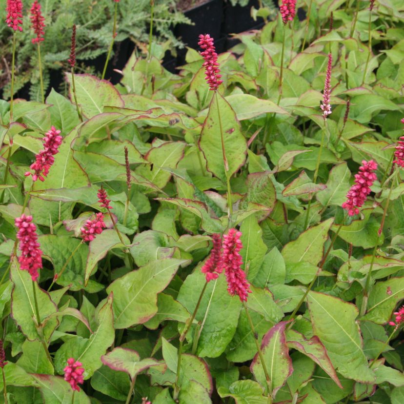 Bistorta amplexicaulis 'Fat Domino'