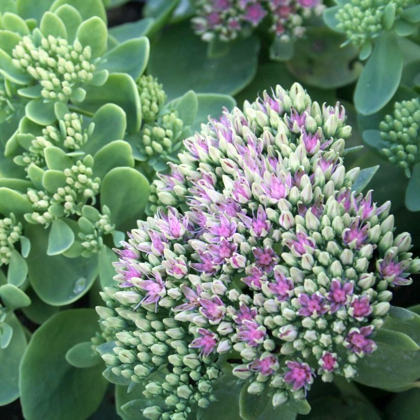 STM - Sedum spectabile 'Brillant'