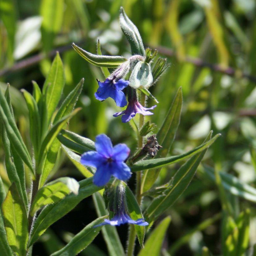 Buglossoides purpurocaerulea