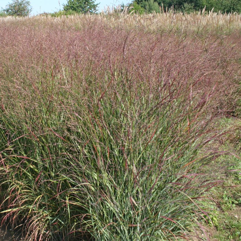 STM - Panicum virg. 'Shenandoah'