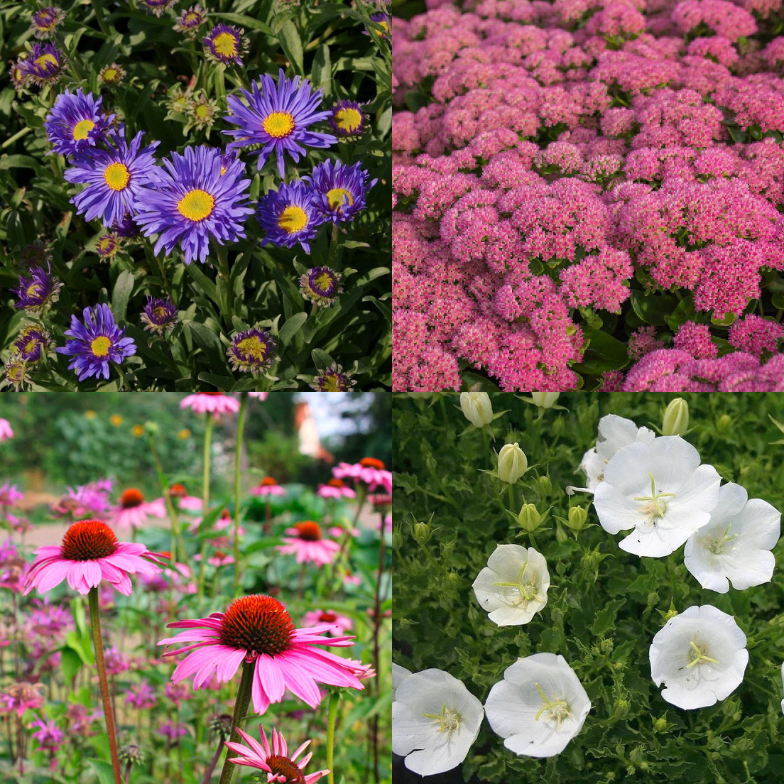 Schnäppchenbox 'Sonnentraum'