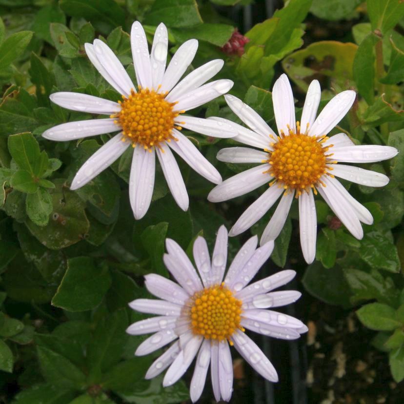 Kalimeris incisa 'Madiva'