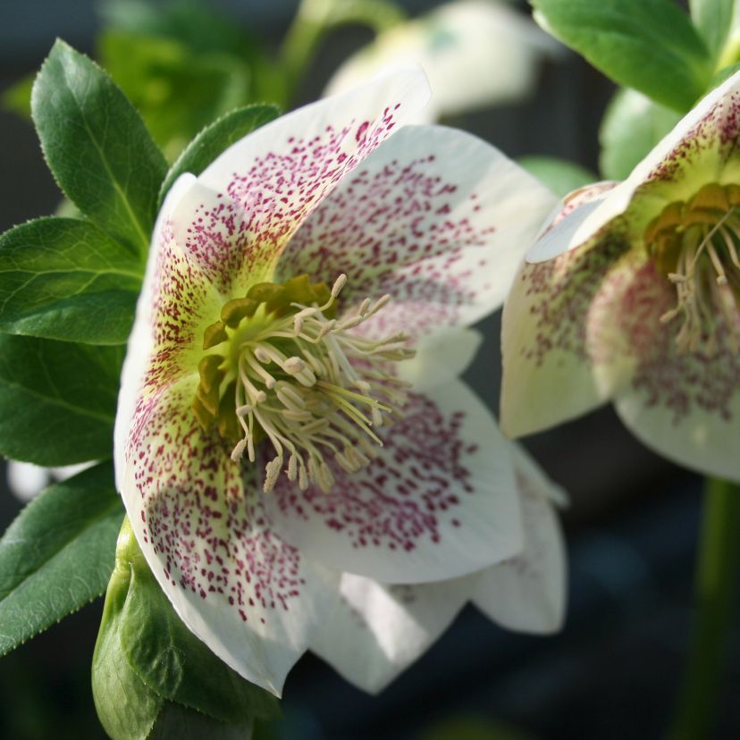 STM - Helleborus hybr. 'S.P. Sandra'