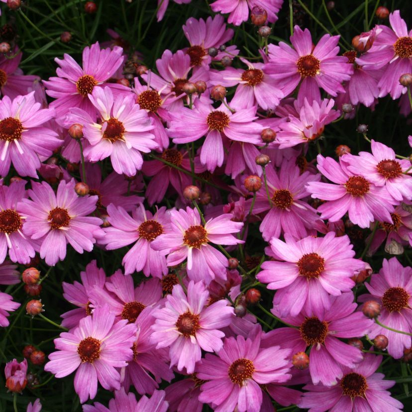 STM - Coreopsis rosea 'Limerock Passion'  -R-