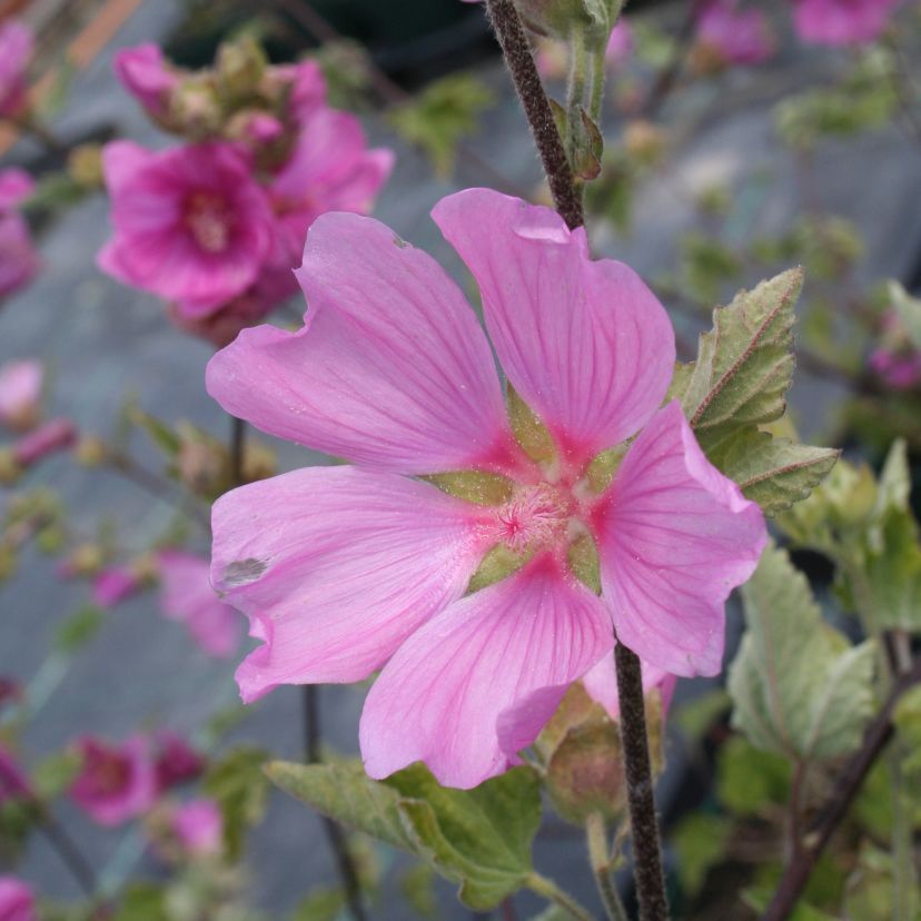 STM - Lavatera x olbia 'Burgundy Wine'