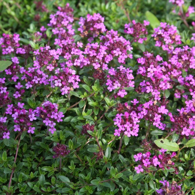 Thymus serpyllum 'Coccineus'