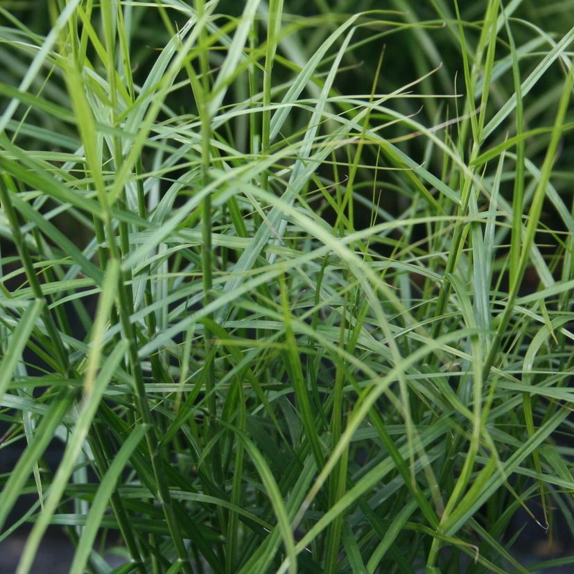 STM - Carex muskingumensis 'Little Midge'