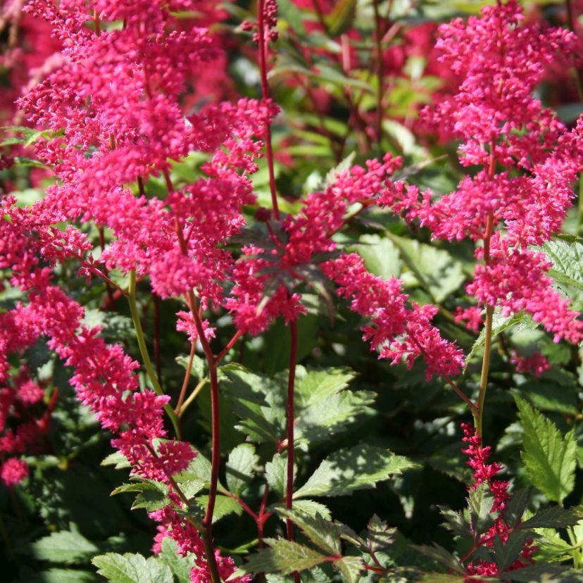 STM - Astilbe japonica rot