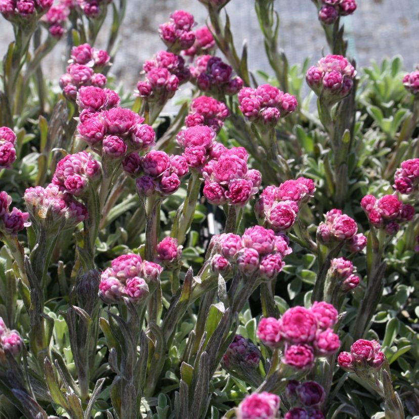 Antennaria dioica 'Rosarot'