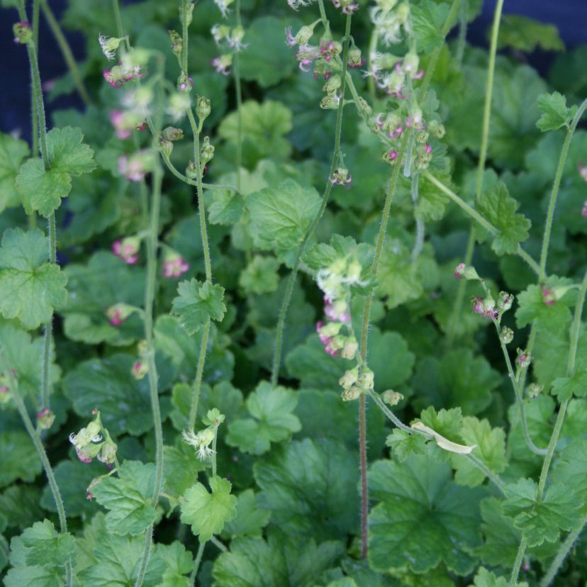 Tellima grandiflora