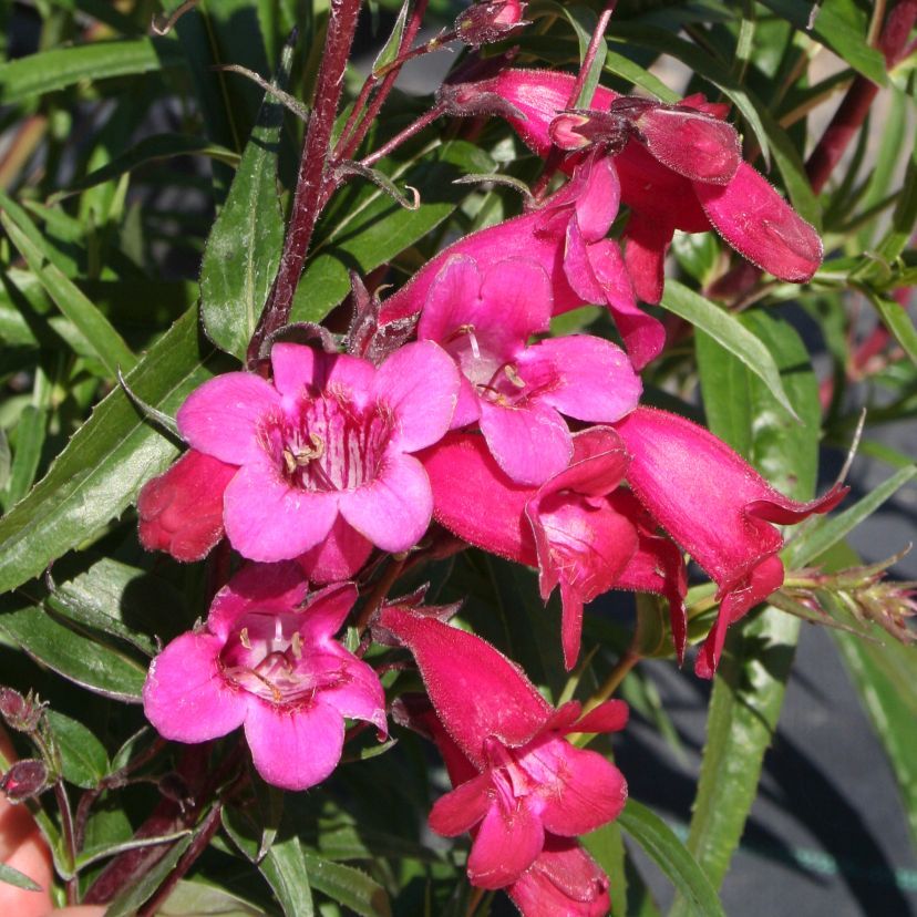 STM - Penstemon hybr. 'Garnet'