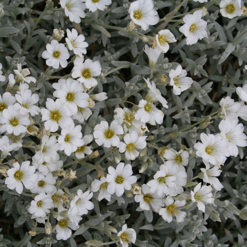 STM - Cerastium tom.