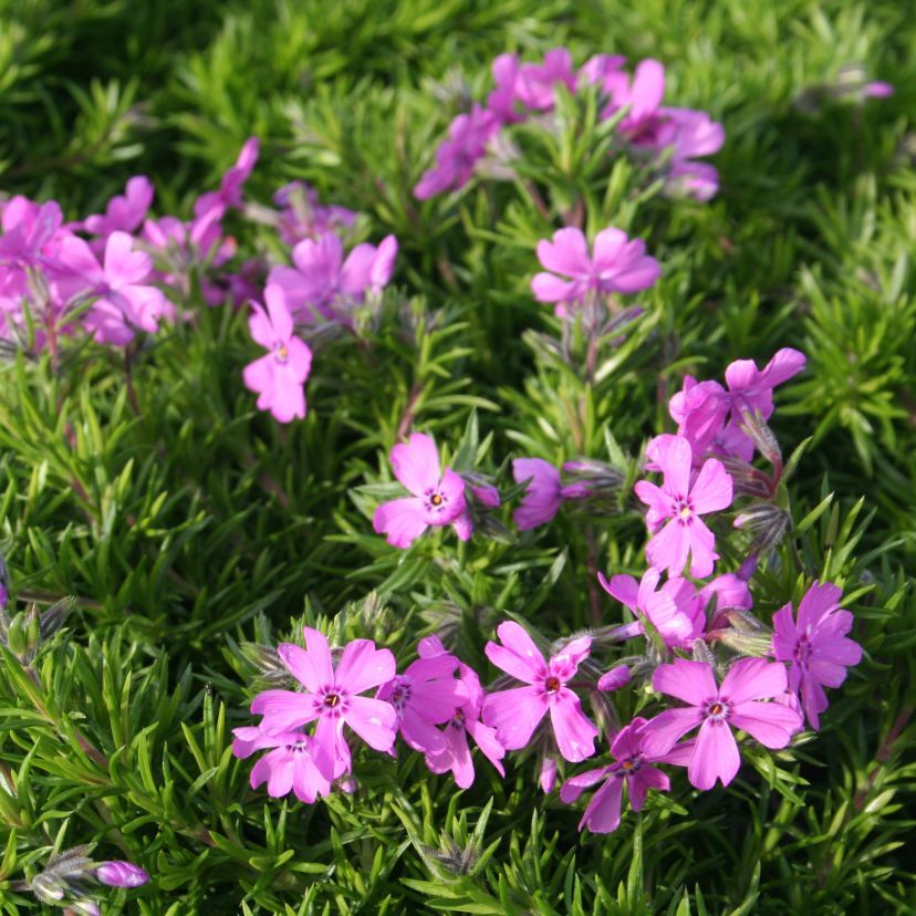 Phlox sub. 'Fabulous Rose'