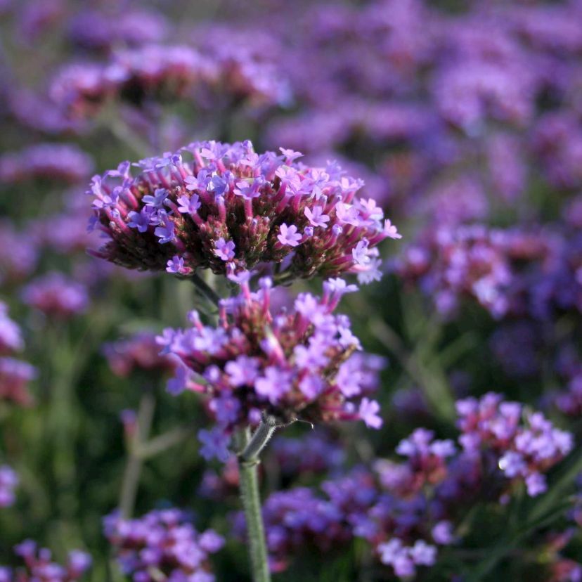 STM - Verbena bonariensis 'Lollipop'