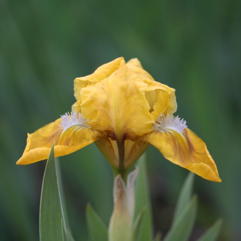 Iris barb.- nana 'April Accent'