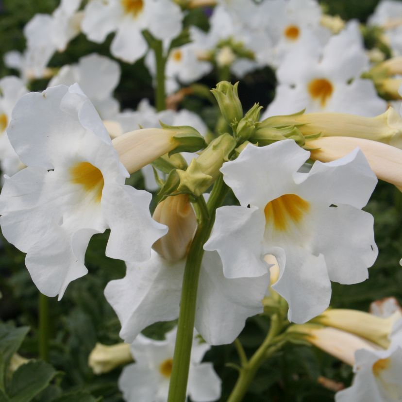 STM - Incarvillea delavayi weiss