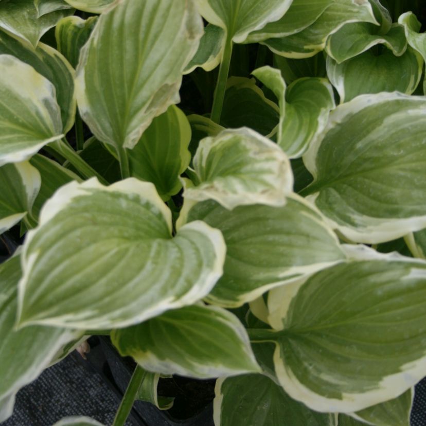 STM - Hosta plantaginea 'So Sweet'