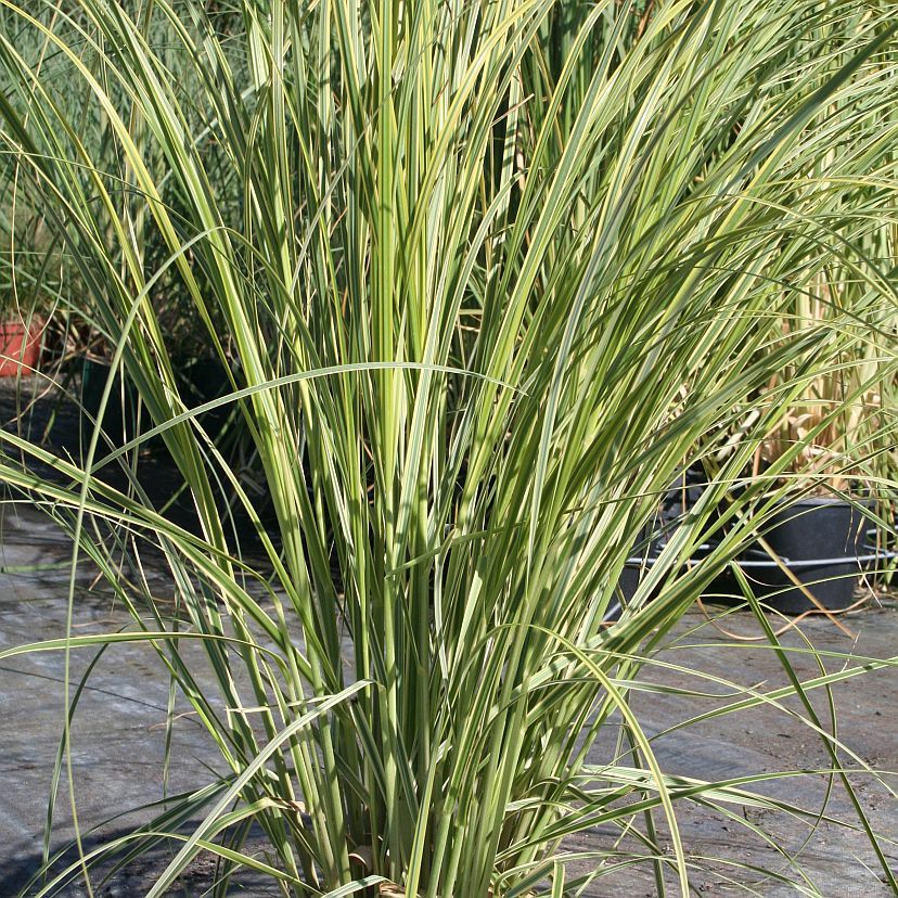 STM - Cortaderia selloana 'Goldband'