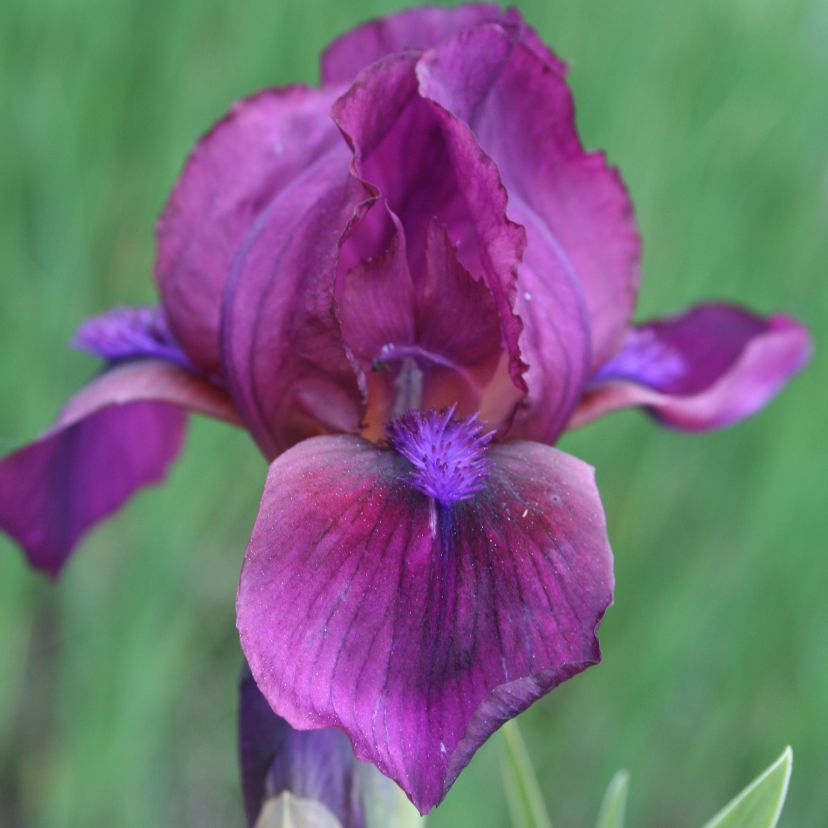 Iris barb.- nana 'Cherry Garden'