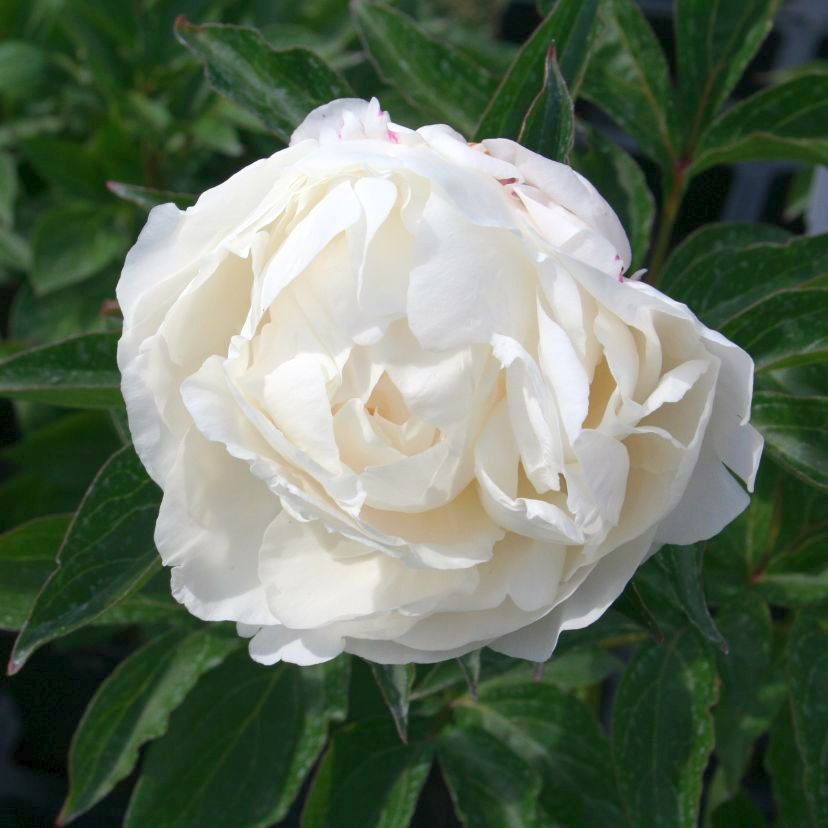 STM - Paeonia lact. weiss