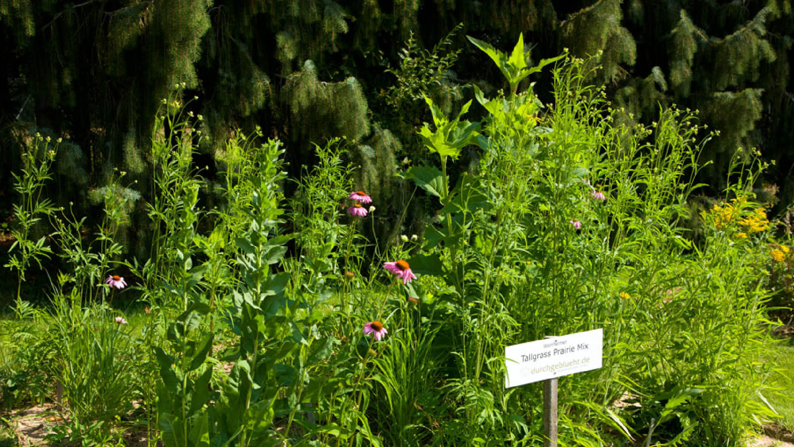 Tallgrass-Prärie-Mix - Staudenmischpflanzung als Fertigmischung vorgemischt