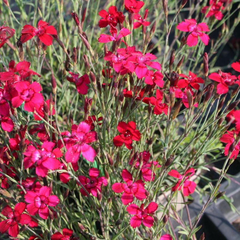 Dianthus delt. 'Brillant'