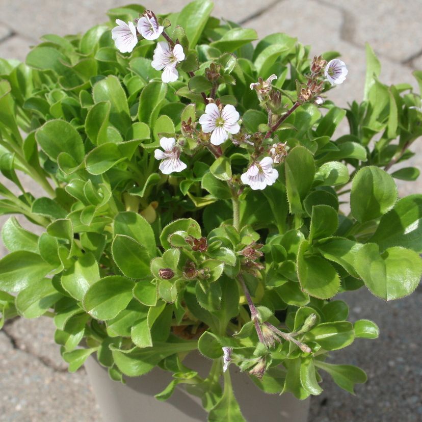 Gypsophila cerastioides